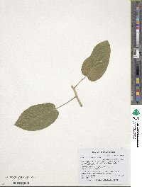 Ipomoea arborescens image