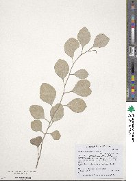 Eucalyptus polyanthemos image