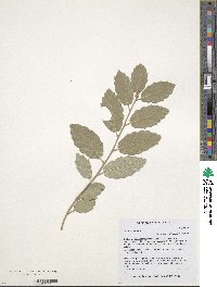 Quercus suber image