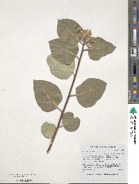 Rhus ovata image