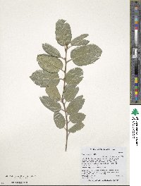 Quercus agrifolia image