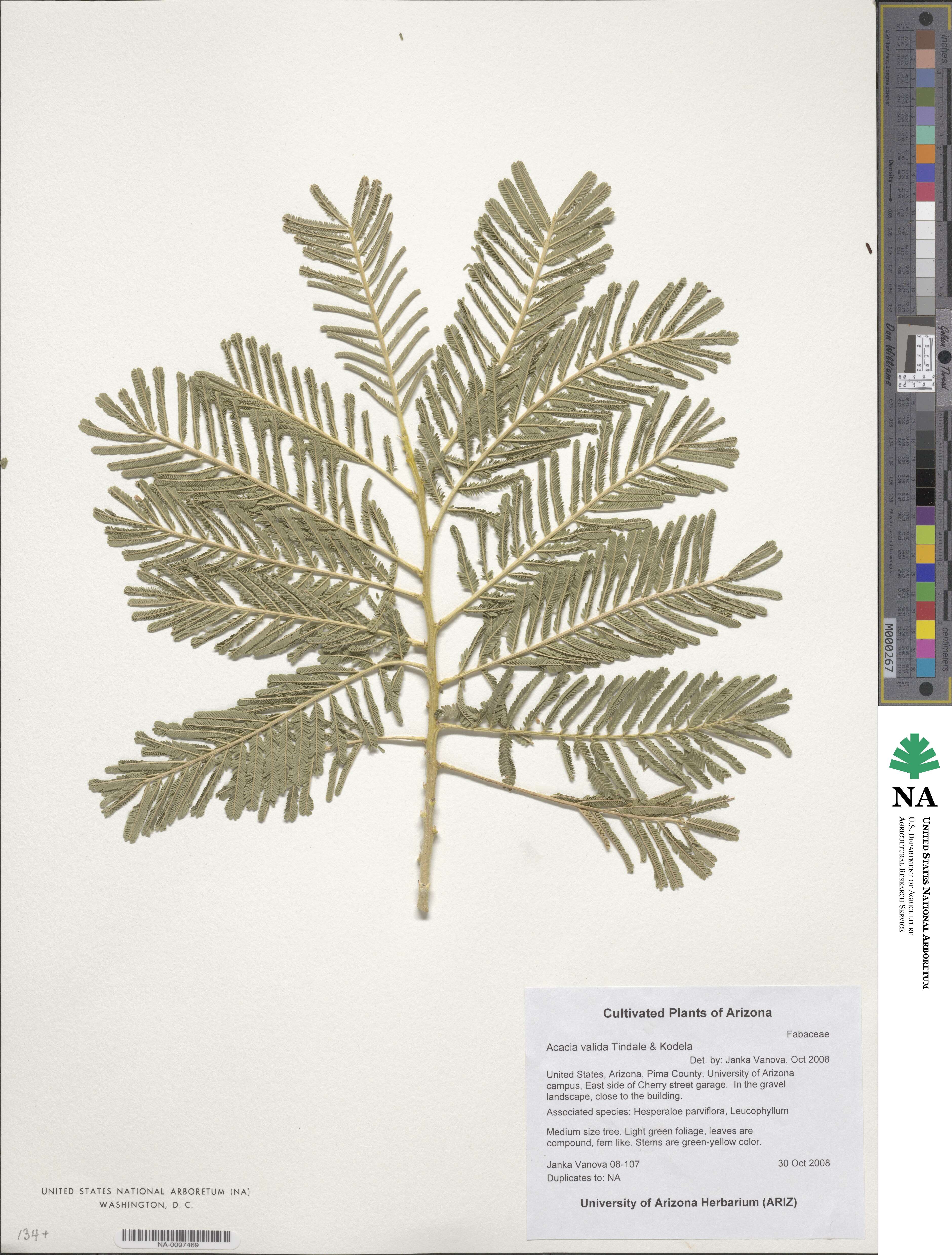 Vachellia valida image