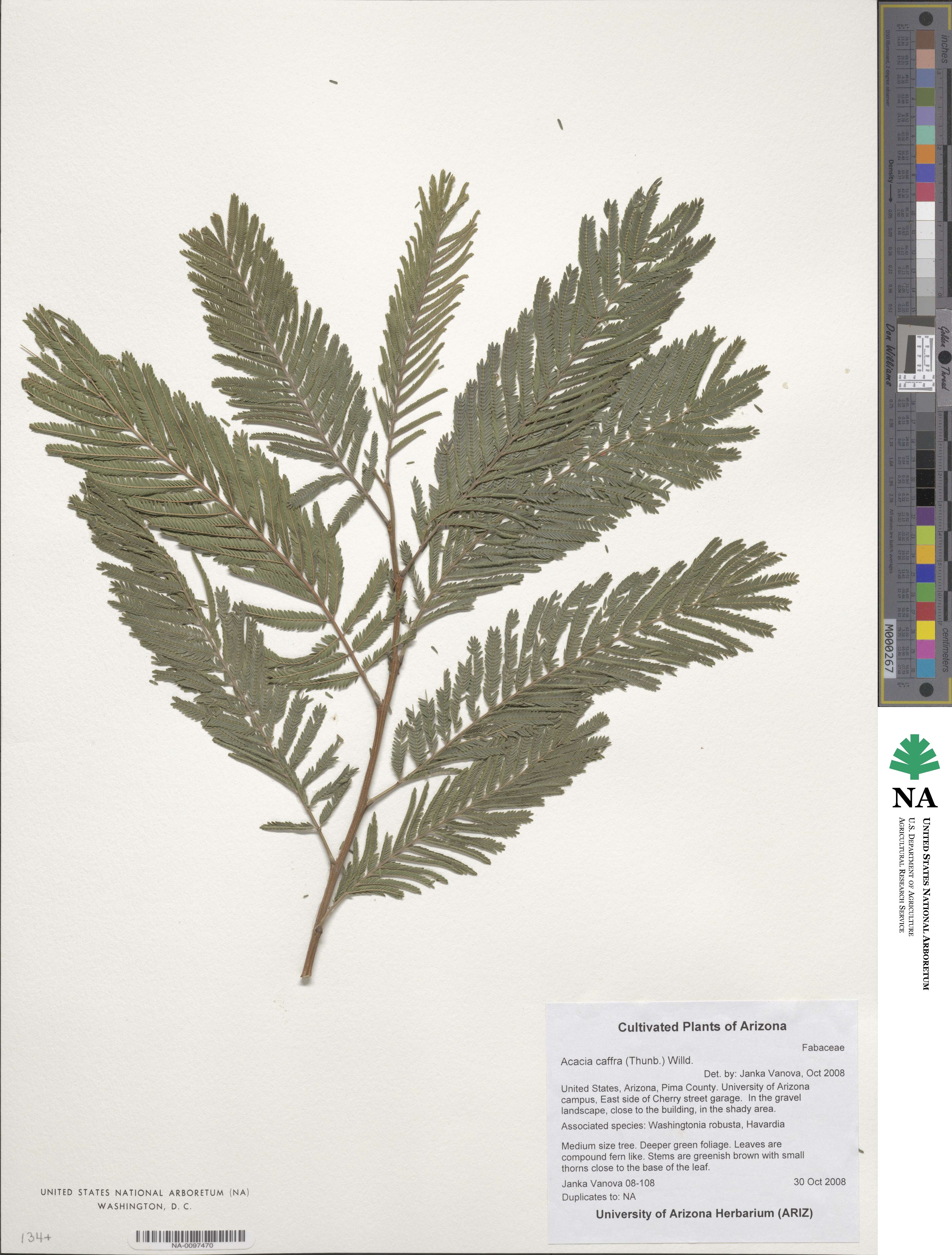 Acacia caffra image