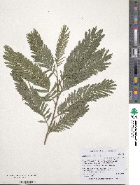 Image of Acacia caffra