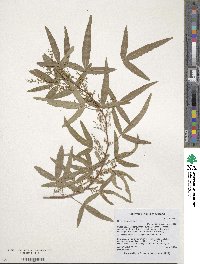 Searsia crenulata image