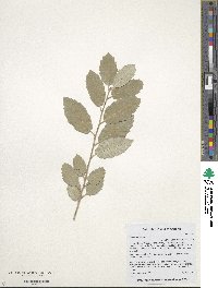 Quercus suber image