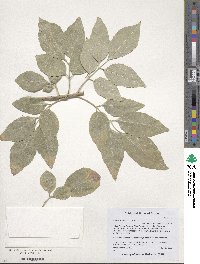 Fraxinus velutina image