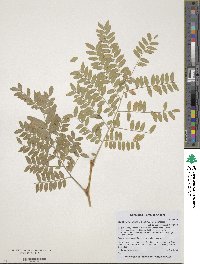 Gleditsia triacanthos image