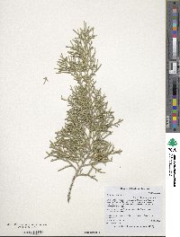 Juniperus virginiana image