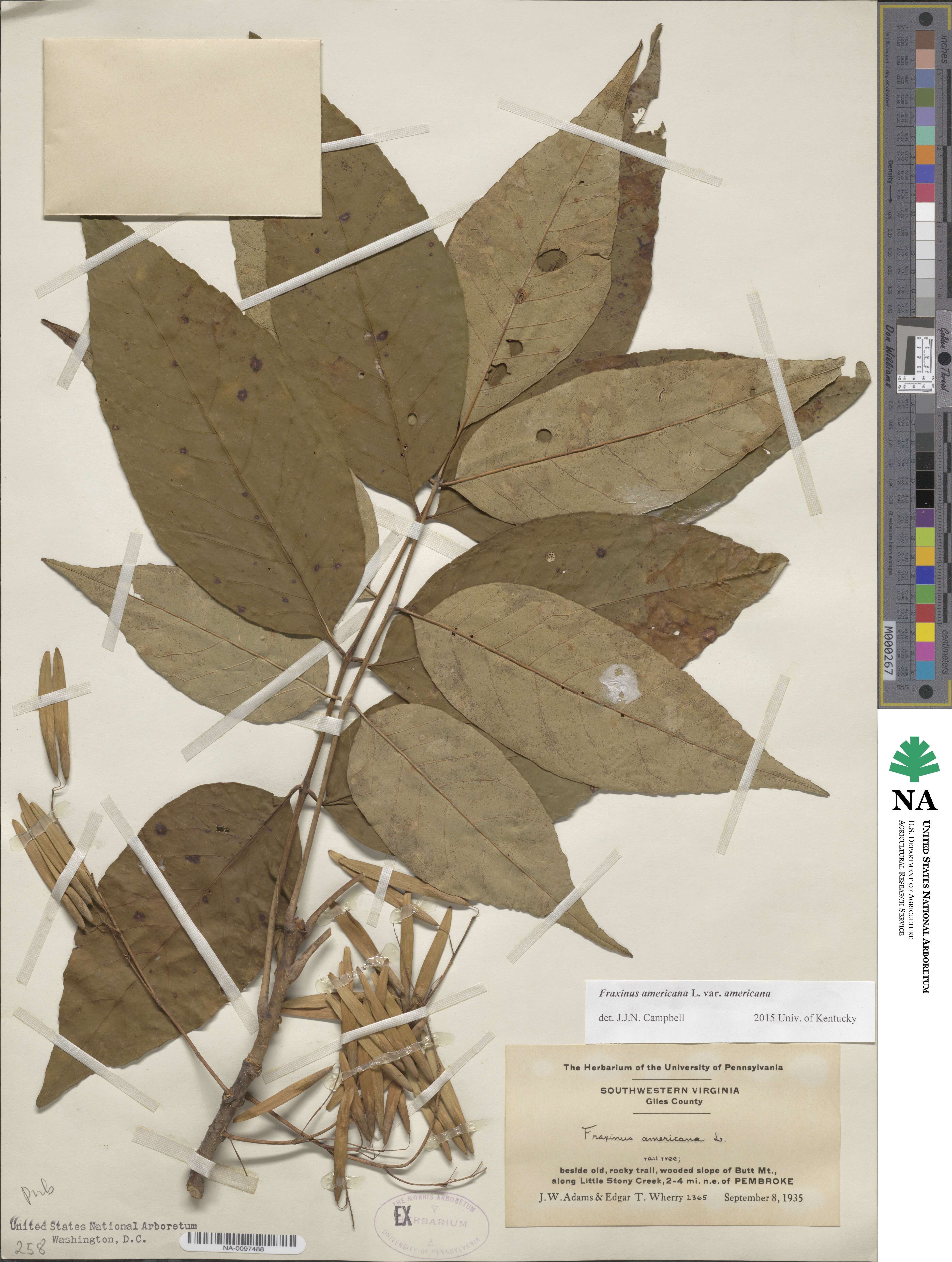 Fraxinus americana var. americana image