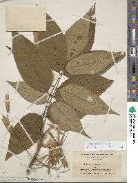 Fraxinus americana var. americana image