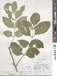 Fraxinus pennsylvanica var. pennsylvanica image