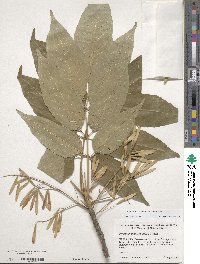 Fraxinus americana var. americana image