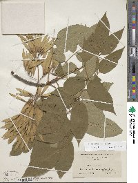 Fraxinus americana var. americana image