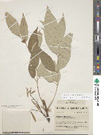 Fraxinus americana var. americana image