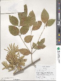 Fraxinus pennsylvanica var. pennsylvanica image