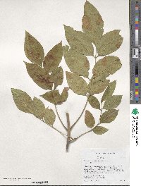 Fraxinus pennsylvanica var. pennsylvanica image