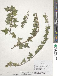 Hedera helix image