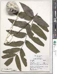 Juglans hindsii image