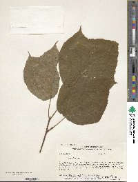 Acer pensylvanicum image