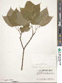 Acer pensylvanicum image