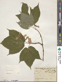 Acer pensylvanicum image