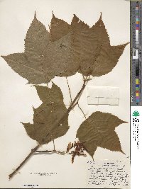 Acer pensylvanicum image