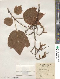 Acer pensylvanicum image