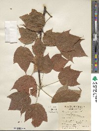 Acer pensylvanicum image