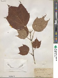 Acer pensylvanicum image