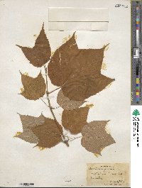 Acer pensylvanicum image