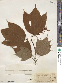 Acer pensylvanicum image