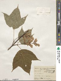 Acer pensylvanicum image