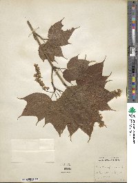 Acer pensylvanicum image