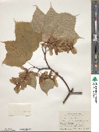 Acer pensylvanicum image