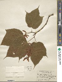 Acer pensylvanicum image