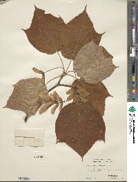 Acer pensylvanicum image