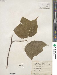 Acer pensylvanicum image