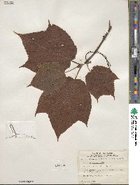 Acer pensylvanicum image