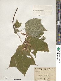 Acer pensylvanicum image