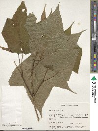 Acer pensylvanicum image