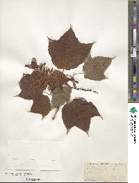 Acer pensylvanicum image