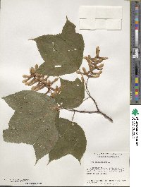 Acer pensylvanicum image