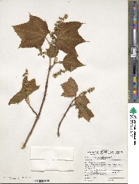 Acer pensylvanicum image