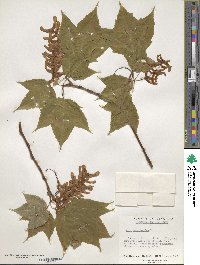 Acer pensylvanicum image