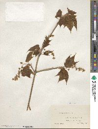 Acer pensylvanicum image