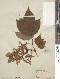 Acer pensylvanicum image