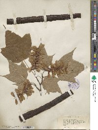 Acer pensylvanicum image