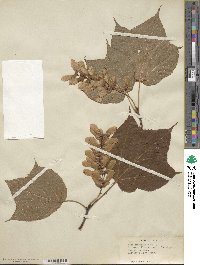 Acer pensylvanicum image