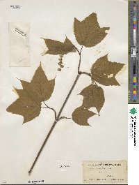 Acer pensylvanicum image